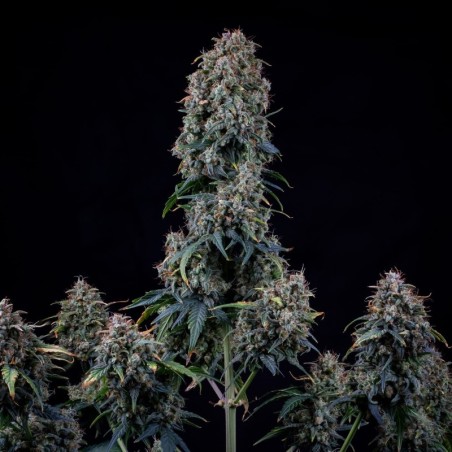 Alien vs. Triangle Mephisto Genetics - cime
