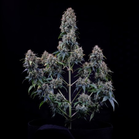 Alien vs. Triangle Mephisto Genetics - cime 2