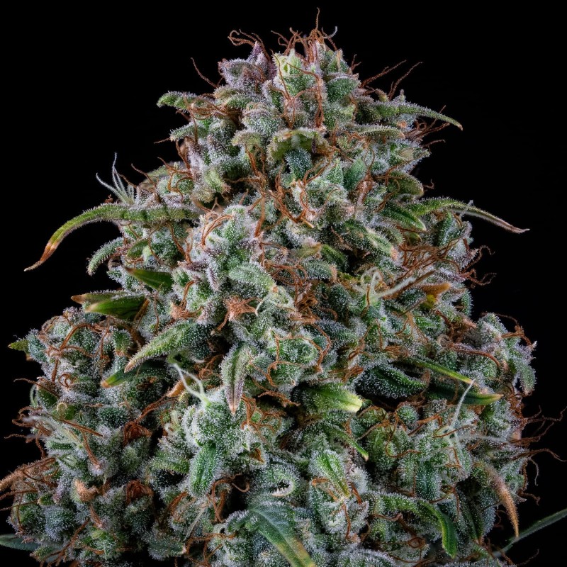 Alien vs. Triangle Mephisto Genetics - cime 3