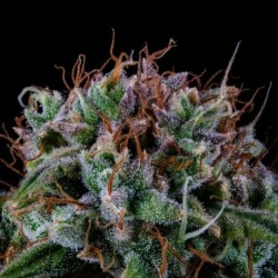 Alien vs. Triangle Mephisto Genetics - cime 4