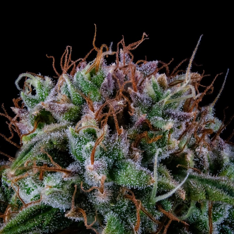 Alien vs. Triangle Mephisto Genetics - cime 4