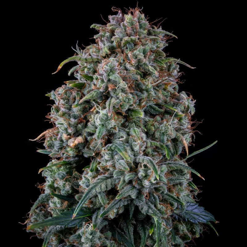 Alien vs. Triangle Mephisto Genetics - cime 5
