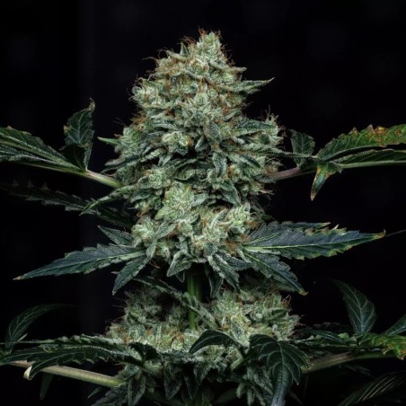 Apollo Haze Mephisto Genetics - cime