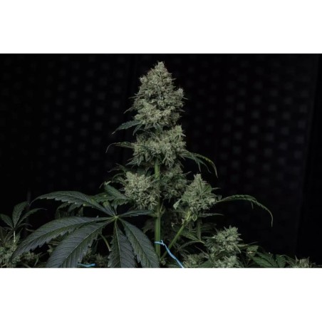 Apollo Haze Mephisto Genetics - cime 2