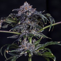 Appletizing Mephisto Genetics - cime