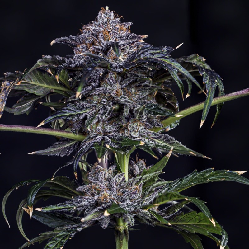Appletizing Mephisto Genetics - cime