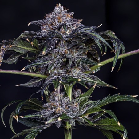Appletizing Mephisto Genetics - cime