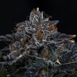 Appletizing Mephisto Genetics - cime 2