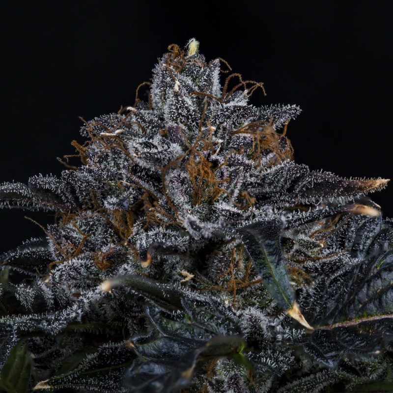 Appletizing Mephisto Genetics - cime 2