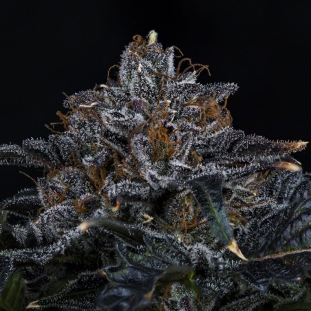 Appletizing Mephisto Genetics - cime 2