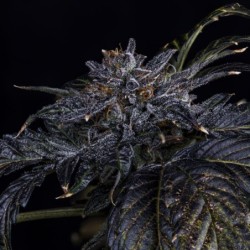 Appletizing Mephisto Genetics - cime 3
