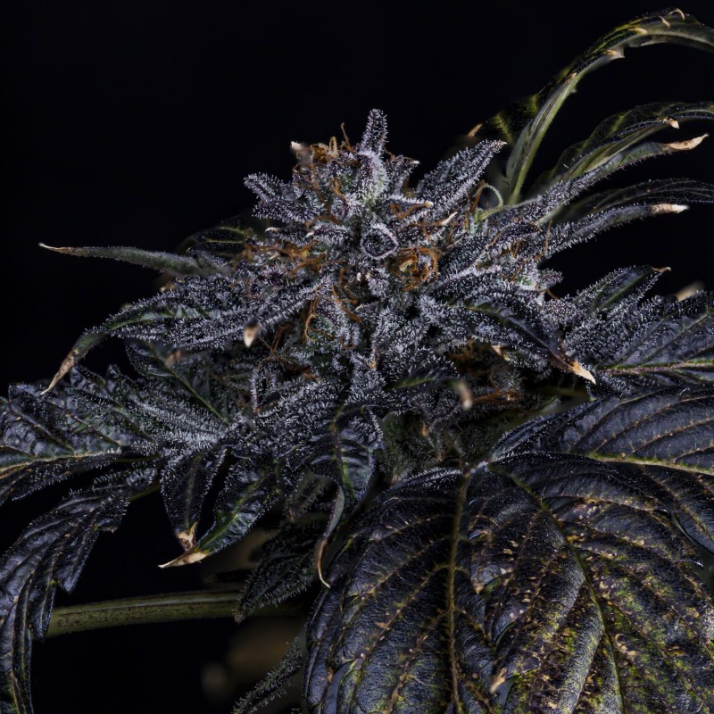 Appletizing Mephisto Genetics - cime 3