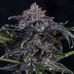 Appletizing Mephisto Genetics - cime 4