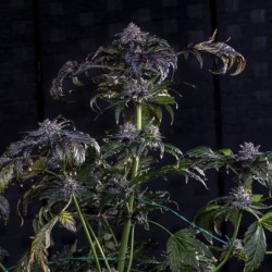 Appletizing Mephisto Genetics - cime 5