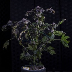 Appletizing Mephisto Genetics - cime 6