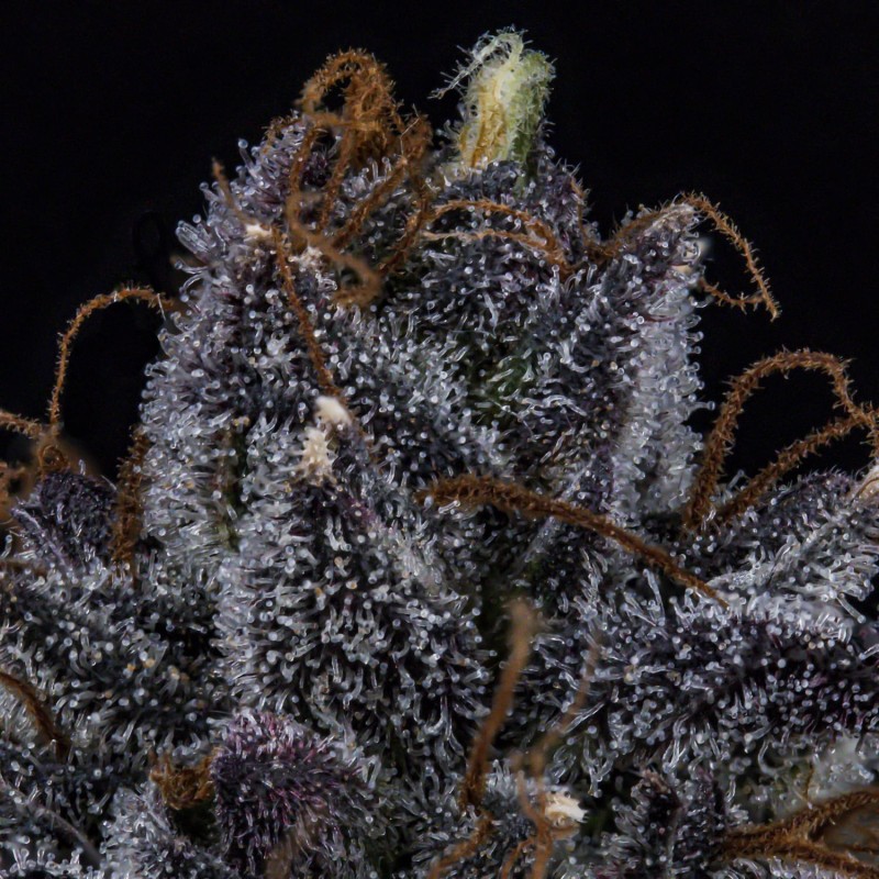 Appletizing Mephisto Genetics - cime 7