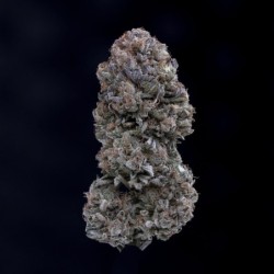 Appletizing Mephisto Genetics - cime 8