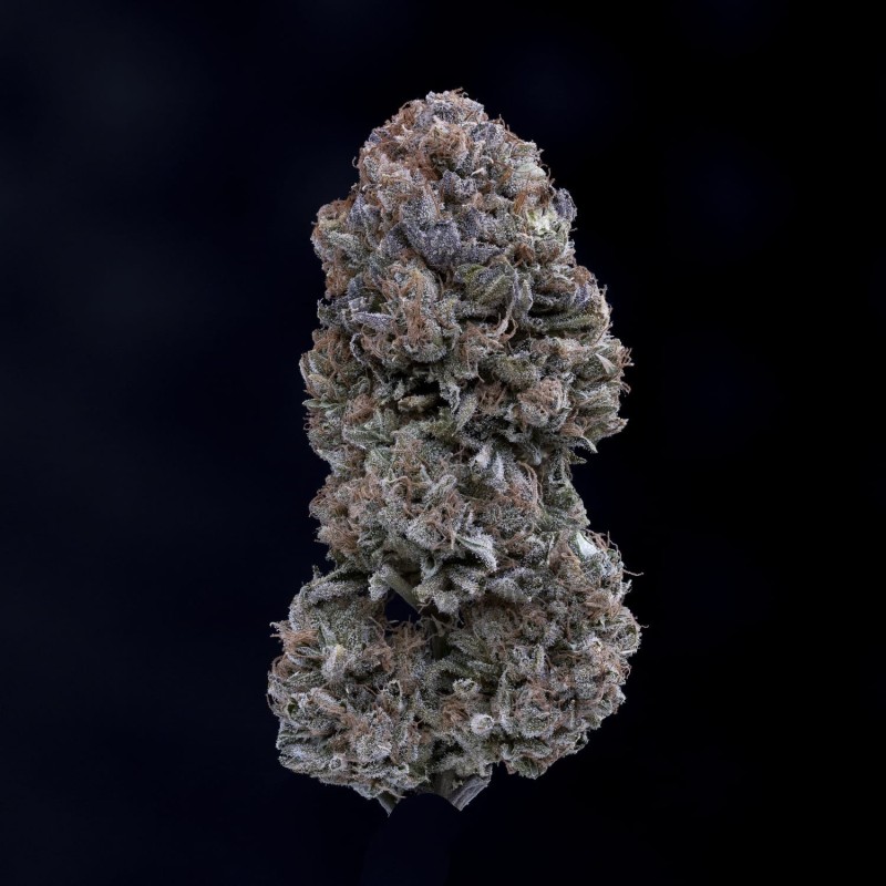 Appletizing Mephisto Genetics - cime 8