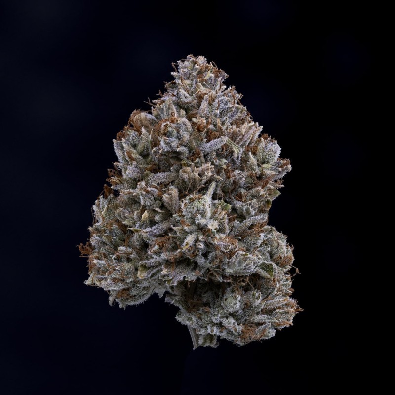 Appletizing Mephisto Genetics - cime 9