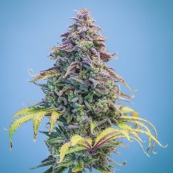 Aunt Ginny's Elixir Mephisto Genetics - cime