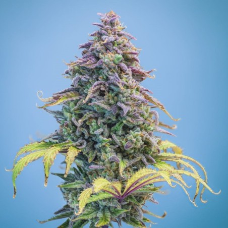 Aunt Ginny's Elixir Mephisto Genetics - cime