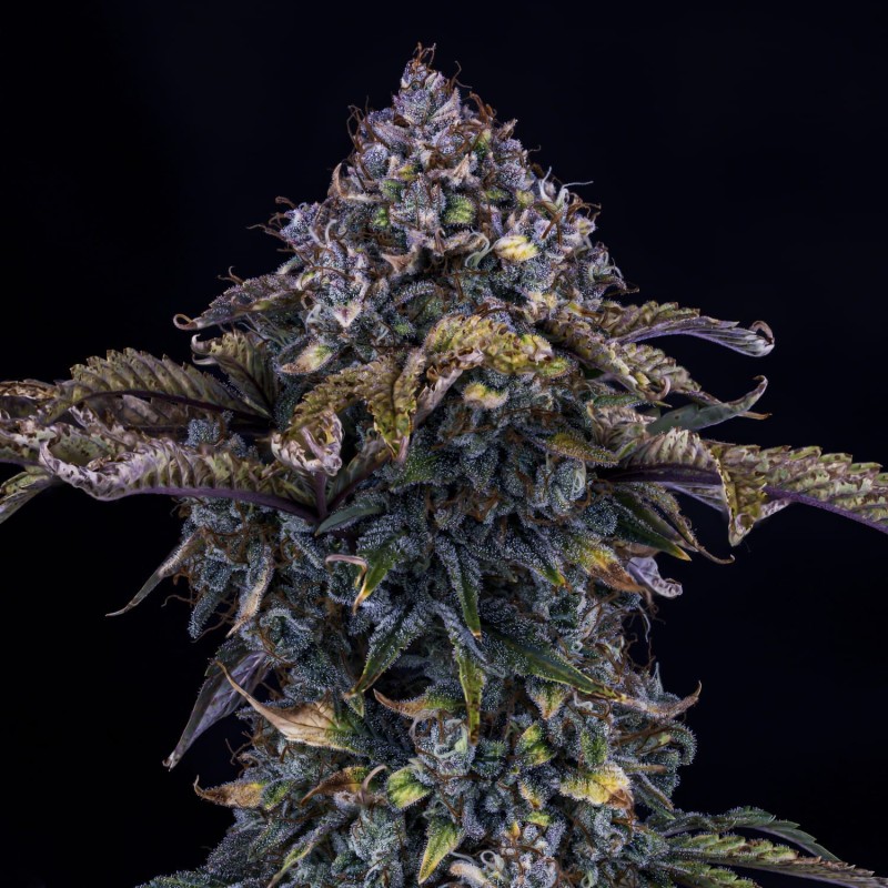 Bear Assed Monkey Mephisto Genetics - cime