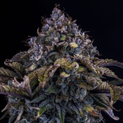Bear Assed Monkey Mephisto Genetics - cime 2