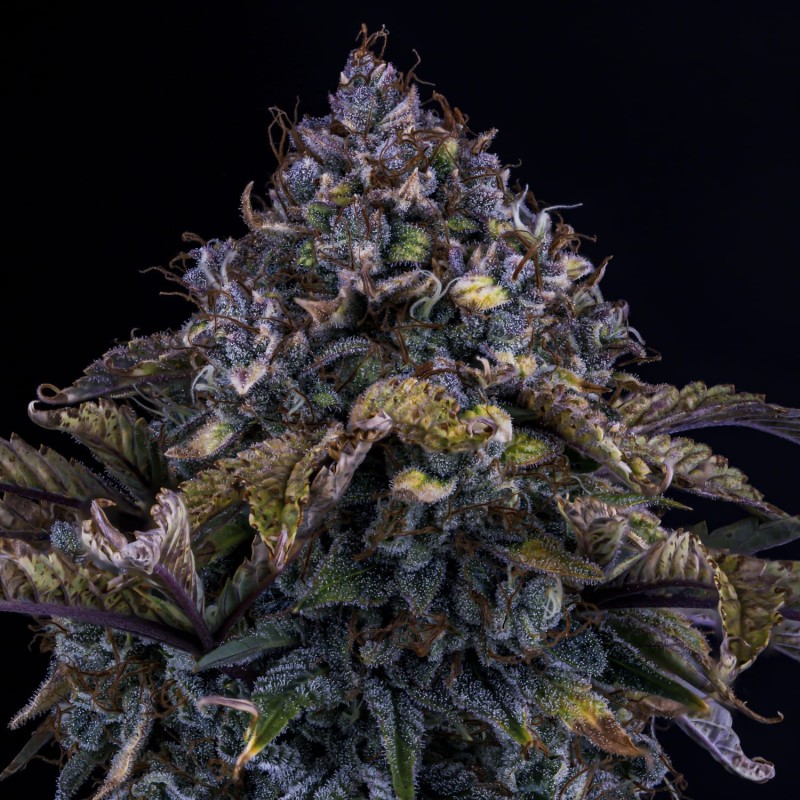 Bear Assed Monkey Mephisto Genetics - cime 2