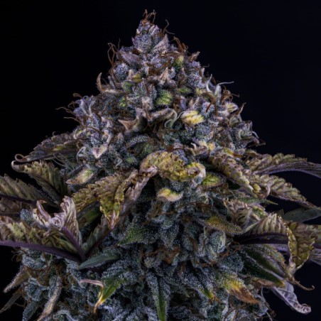 Bear Assed Monkey Mephisto Genetics - cime 2
