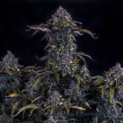 Bear Assed Monkey Mephisto Genetics - cime 3
