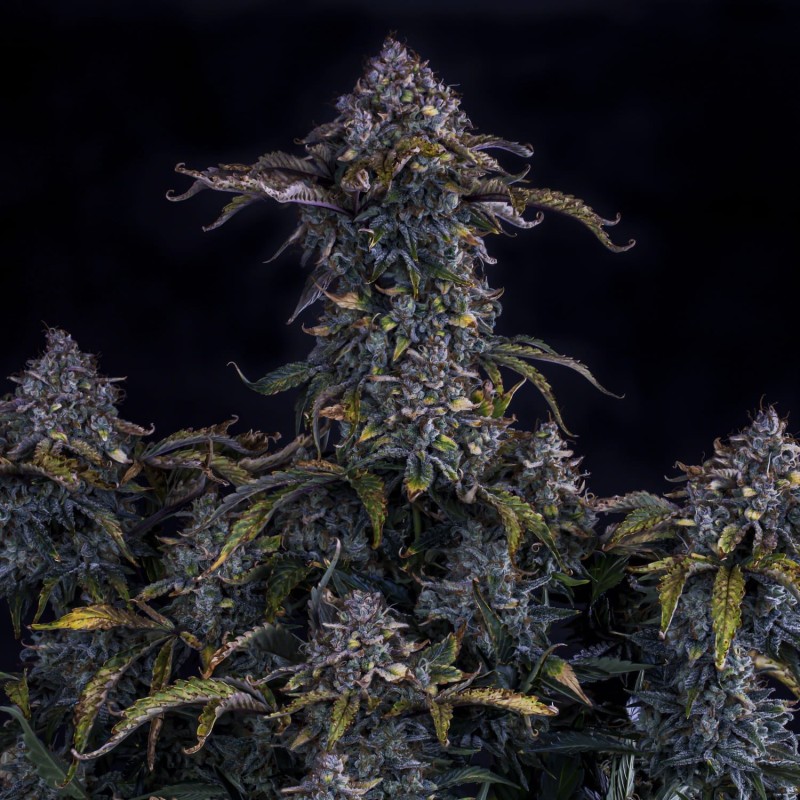Bear Assed Monkey Mephisto Genetics - cime 3