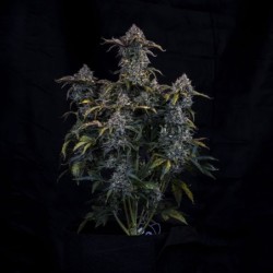 Bear Assed Monkey Mephisto Genetics - cime 4