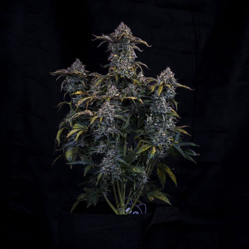 Bear Assed Monkey Mephisto Genetics - cime 4