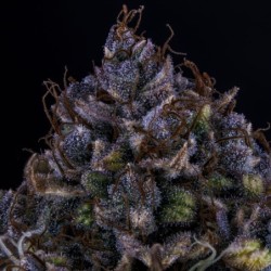 Bear Assed Monkey Mephisto Genetics - cime 5