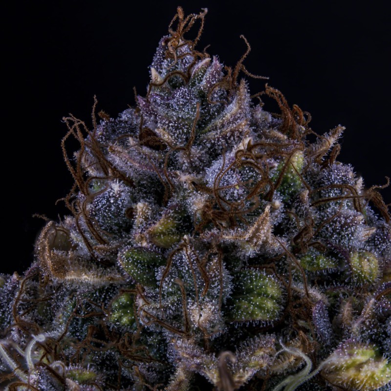 Bear Assed Monkey Mephisto Genetics - cime 5