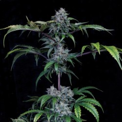 Bear Force One Mephisto Genetics - cime