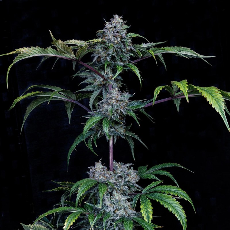 Bear Force One Mephisto Genetics - cime