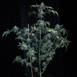 Bear Force One Mephisto Genetics - pianta 2