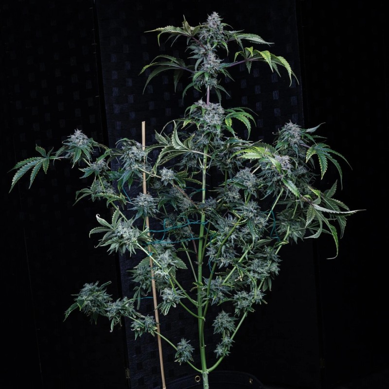 Bear Force One Mephisto Genetics - pianta 2