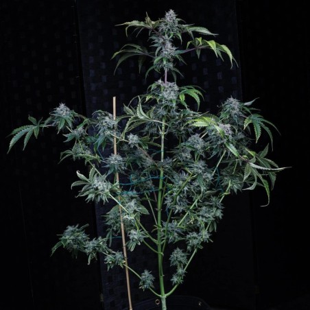 Bear Force One Mephisto Genetics - pianta 2
