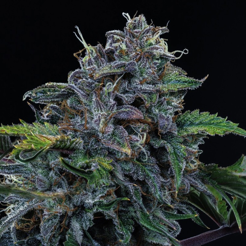Bear Force One Mephisto Genetics - cime 3