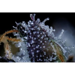 Bear Force One Mephisto Genetics - cime 4