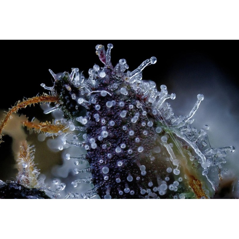 Bear Force One Mephisto Genetics - cime 4