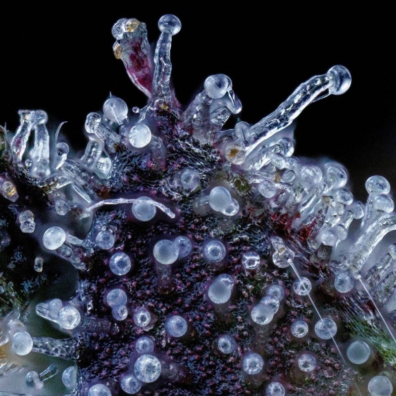 Bear Force One Mephisto Genetics - cime 5
