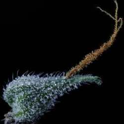 Bear Force One Mephisto Genetics - cime 6