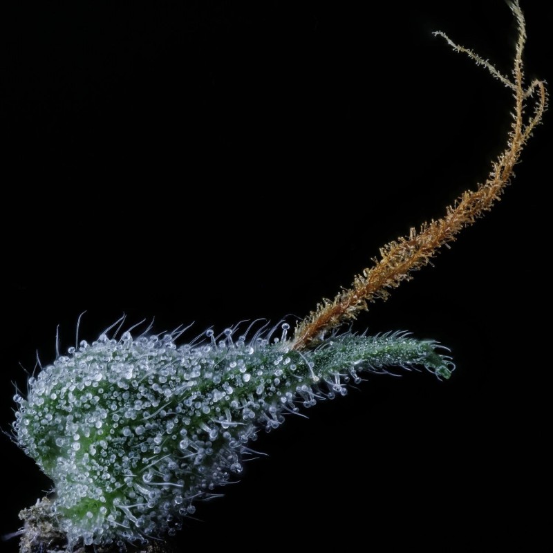 Bear Force One Mephisto Genetics - cime 6