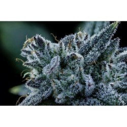 Bear Force One Mephisto Genetics - cime 7