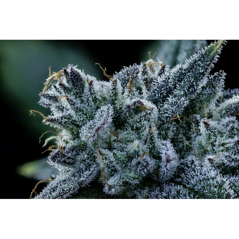Bear Force One Mephisto Genetics - cime 7