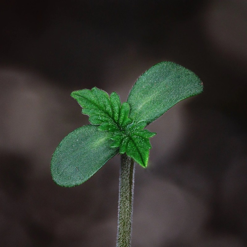 Bear Force One Mephisto Genetics - cime 8