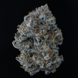 Bear Force One Mephisto Genetics - cime 9